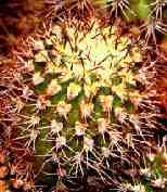 Acantho Thionanthum
