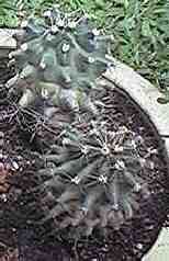 Ferocactus