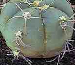 Gymnocalycium Bruchii