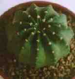 Gymnocalycium