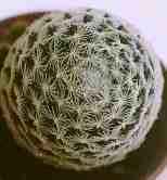 Mammillaria