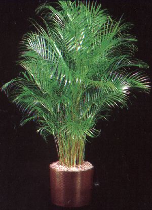 Areca Palm