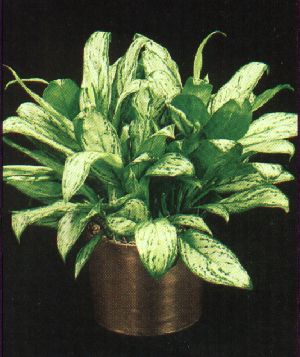 Chinese Evergreen