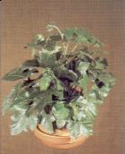 Variagated English Ivy