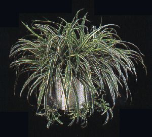 Spider Plant