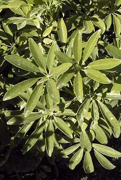 Schefflera Arboricola