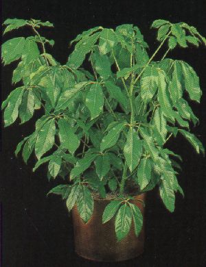 Schefflera